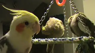 Bird baby Mama play on Triangle Swing - Mom Heis & Sweety Cinnamini tri swings Berberscree looks on