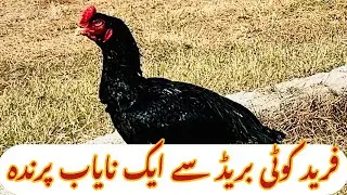  &bull; دنیا کی نایاب ترین اور قیمتی بریڈ. Freedkotiyaa. Nawabiline aseel bird 