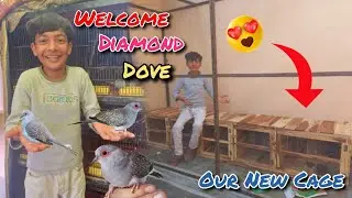 Welcome New Birds In Our Setup | Diamond Dove New Pair