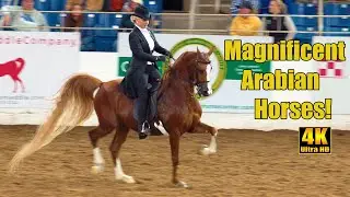 Scottsdale Arabian Horse Show English Pleasure