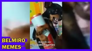 Belmiro Memes: Dublagens de animais engra&ccedil;ados - Epis&oacute;dio 622
