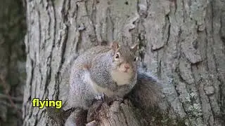 &ldquo;INTERESTING FACTS ABOUT SQUIRRELS&rdquo;