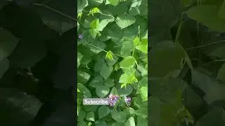 Purple Hyacinth Bean- Sydney home garden