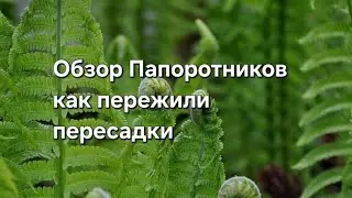 Обзор Папоротников которые снял с Фитильного полива 