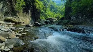 Serene Forest Ambience and Green Stream Flow for Sleep, Relaxation and Deep Focus