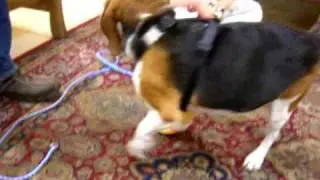 CARPAL HYPEREXTENSION BIVALVE | AOC Pet | Animal Ortho Care