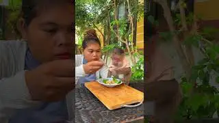 Peaceful monkey life growing beside kind and loving humans ���� #HappyBond #MonkeyJoy