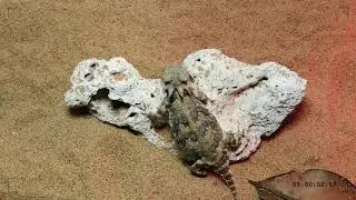Horned Lizards:Feeding Time