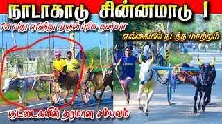 நாடாகாடு சின்னமாடு 1 19/01/2026#krish_studio_kattumavadi