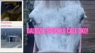 DALIDZIE SPUCHŁO CAŁE OKO😱| Food book moich koni🥕| Vlog #20