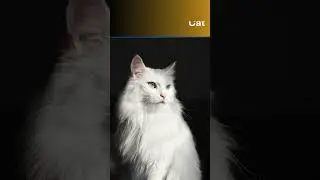 Top 10 most beautiful long haired cat breeds!