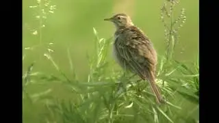 マミジロタヒバリ（3）さえずり（ウラジオストク北部） - Australasian Pipit - Wild Bird - 野鳥 動画図鑑