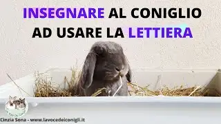 Insegnare al coniglio L'USO DELLA LETTIERA #coniglio