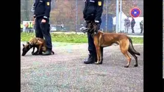 Nah dran - Polizei Karlsruhe Polizeieinsatz Einsatzzug & Bereitschaftspolizei Bruchsal