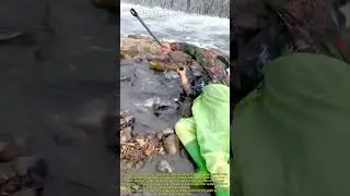 Incredible Net Fishing Skills: Catching Fish and Shrimp in a River
