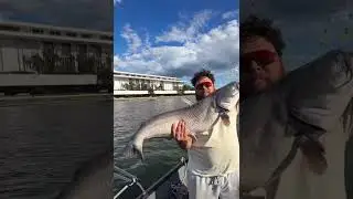 Testing out catfish bites vs American eel to find a store bought bait that will work well.