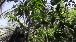 Ptychosperma schefferi Palm Vero Beach Florida