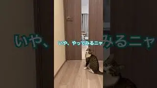 ドア開けを習得したネコさん#子ネコ #保護猫 #cat #FIP闘病中