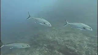 El Bajo de Dentro, Cabo de Palos, Noviembre de 2025