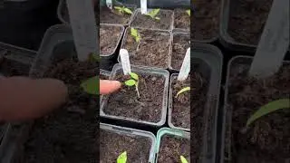 How to label seedlings ! #selfsufficientliving #easyhacks
