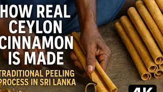 How Real Ceylon Cinnamon Is Made &ndash; Traditional Peeling Process in Sri Lanka 