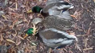 Arkansas Duck Hunting Popa Duck Style