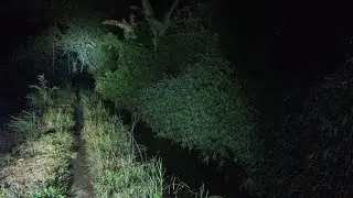 SEMUT APA INI SEBESAR TIMUN