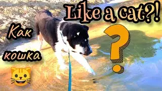 Native alabai and water 1st time!😜Алабай и вода или овчарка купается впервые!