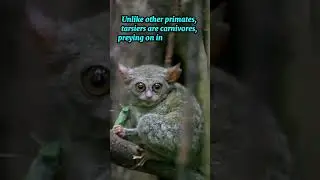 FUN FACTS Indonesian Tarsier!#funfacts #tarsier #wonderfulindonesia