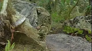 Real Rocky - Upper Beaver Meadows