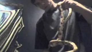 Stover's Snakes Ep.18 My Kingsnake collection up to date