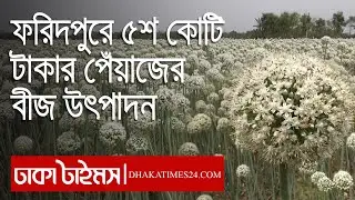 ফরিদপুরে ৫শ কোটি টাকার পেঁয়াজের বীজ  উৎপাদন || Onion Seeds | Faridpur | Dhakatimes |