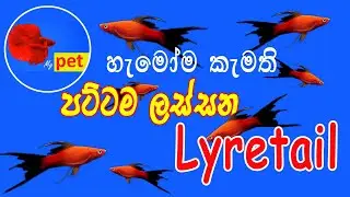 Swordtail fish Sinhala| High fin Swordtail Sinhala | Lyretail Swordtail