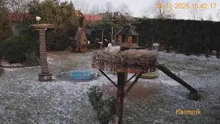 Gniazdo Bocianie pod Sokółką - na żywo.
