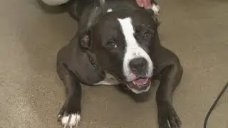 City Dogs in Cleveland: Clear the Shelters adoption campaign continues