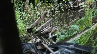 Birds sound effect morning copyright free | Viral Videos #nature #birds #naturefootage #sleepmusic