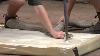 King cobra milking at Australian Reptile Park