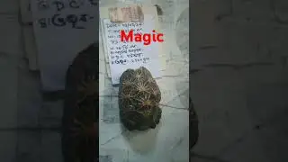 Anti iron turtle .... #astrology #motivation #coin #shiv #money #turtle #tranding #magnetic