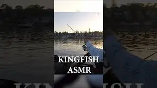 Sydney Kayak Fishing - Kingfish POV #kayakfishing #kingfish #porthacking #sydneyfishing