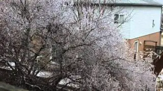 Ice melting off tree - March 26 2016 Time Lapse