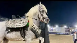 رقص خيول عربيه أصيله مهرجان البحيره للخيول العربية 2025