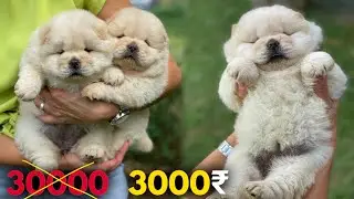 Чау-чау за 3000 рупий &mdash; щенки чау-чау по низкой цене | Самый дешевый рынок собак в Индии