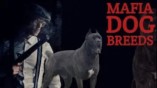 10 любимых пород собак мафии | Породы собак, которые любит мафия | Dogs Junction.