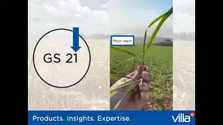 Zadoks - Tillering Formation in Wheat