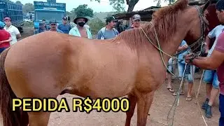 $$ FEIRA DE CAVALO COM ARREIO EM JOÃO ALFREDO PE, PESQUISA DE PREÇO (VEJA OS PREÇOS) 11/01/2021 $$
