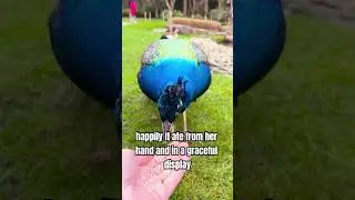 This peacock was rescued by a kind woman, watch what happens next. #rescue #peacock