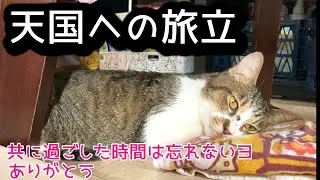 【猫 虹の橋】永眠 自宅で看取り埋葬しました