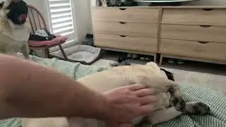 Murphy&rsquo;s Belly Rub Bliss + Paddington&rsquo;s Surprise Bum Scratch! #PugLife #BellyRubs #MorningRoutine