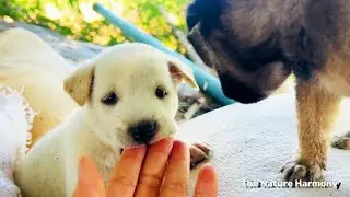 Two Farm Puppies Playing on Compost Bags 🐶🌾 | Real Sounds, Pure Calm
