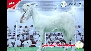 مهرجان النعيرية للماعز الأبيض المطور (فئة الجذع )
